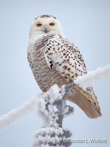 Frosty Owl_13084.jpg - Snowy Owl (Bubo scandiacus) photographed east of Ottawa, Ontario - the capital of Canada.